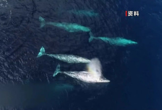 太平洋灰鲸体长20年间缩短1.65米