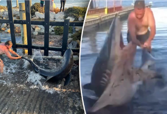 彪悍！澳洲“海王”徒手大战3米鲨鱼，视频看呆一众网友