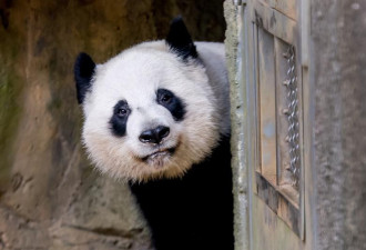一对大熊猫即将抵达美国圣地亚哥动物园