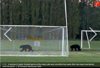 罕见！大温老人竟在家中遭熊袭击！还有熊闯入球场 上国际头条！