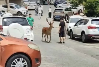 大连街头的梅花鹿快要学会抢劫了