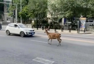 大连街头的梅花鹿快要学会抢劫了