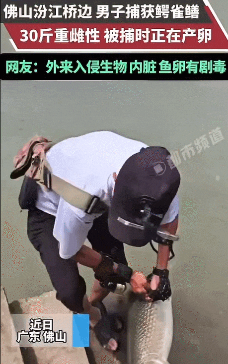 佛山男子捕获一条30斤鳄雀鳝，被捕时正在产卵