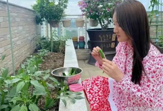 杨钰莹的庭院生活：52岁独居 种菜养花与狗为伴