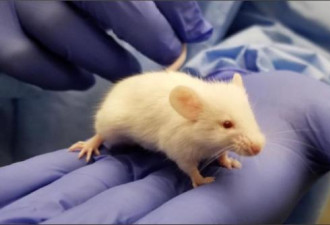具备100％人类免疫系统 “超人小鼠”诞生