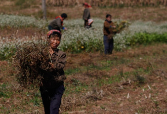 朝鲜强迫劳动可能构成反人类罪行