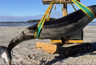 一头鲸鱼尸体冲上海滩 科学家视为珍宝