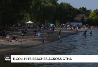 多伦多所有湖滩目前大肠杆菌含量高都不适合游泳