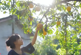 回看李子柒院子 才发现那个人间仙境并不真实