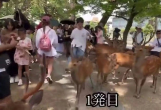 视频传中国游客追打奈良鹿 日网民怒吼“逮捕他&quot;