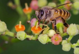 日本蜜蜂“一掌”拍飞蚂蚁！ 科学家捕捉惊人画面