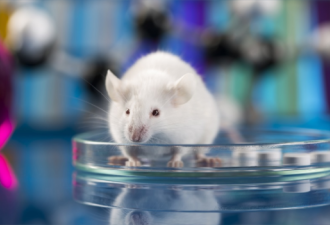 科学家终于知道为什么吃的少的小鼠更长寿