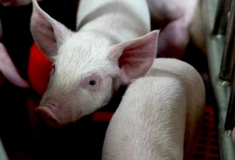 最干净的猪和猪圈 专为人体器官移植而生