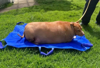 新西兰一宠物狗被过度喂养重达百斤 女主人被判刑
