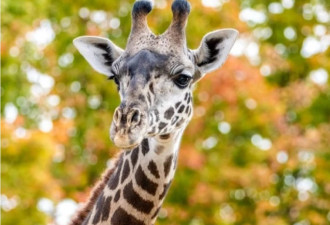 多伦多动物园长颈鹿接受阉割手术麻醉后死亡