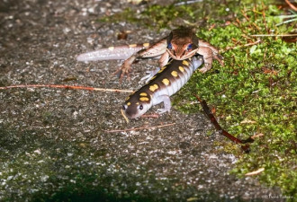 死蛙死鱼鞋子石头牛粪 青蛙为啥爱抱着它们