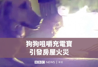 狗主人当心！“毛孩”啃咬充电宝引发大火