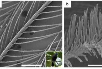 世界最黑鸟类：羽毛很独特，能吸收99.95%的光