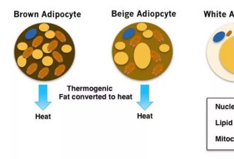 一种擅长“装忙”的脂肪细胞 可帮助我们减肥
