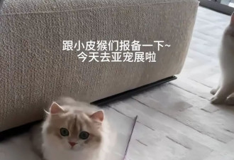 叶珂被黄牛骗钱，黄晓明亲自出马为女友领养猫咪