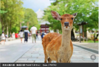 中国游客因“踢”鹿被日本人狂骂，一直笑着说sorry