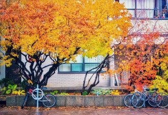 9月7日头条：安省将迎第一场雪！今秋赏枫提前！27家开发商破产！