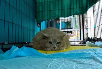 俄罗斯34斤流浪猫被送入“减肥中心”，一周后试图逃跑