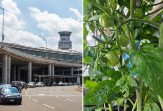 多伦多皮尔逊国际机场Terminal 1有一个神秘出现的菜园