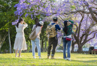 请收好这份新南威尔士州“百花攻略”