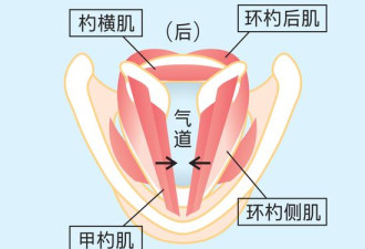 光凭声音印象也能年轻5岁？声音苍老应锻炼声肌