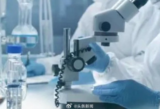 中国科学家让已死亡的猪脑“复活”