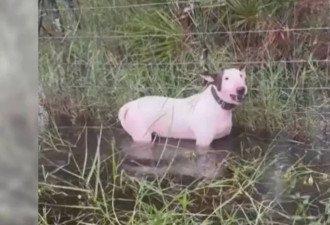 飓风来袭狗狗被他栓路边，饲主最惨关5年