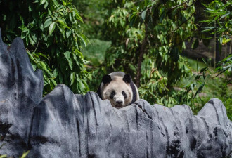 信息&quot;禁令&quot;,限制直播:中国对租借大熊猫有哪些条件