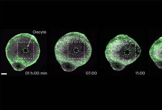 科学家拍下排卵瞬间！ 最新研究揭开生育奥秘