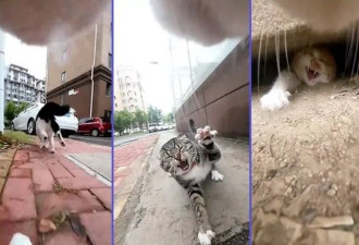 中国猫猫被恶意搬运外网 结果它太能打 红了