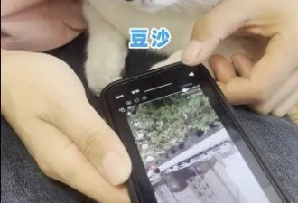 中国猫猫被恶意搬运外网 结果它太能打 红了