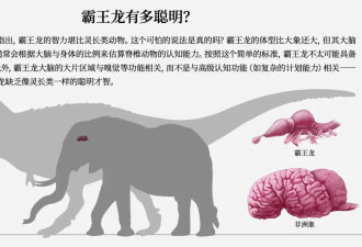 贪吃披萨它体重近80%是屎 其他器官被挤得萎缩