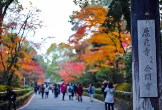 赏秋 金阁寺“枫”情万种古建筑与红叶相伴美赞