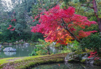 赏秋 金阁寺“枫”情万种古建筑与红叶相伴美赞