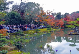 赏秋 金阁寺“枫”情万种古建筑与红叶相伴美赞