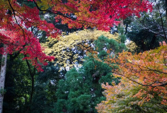 日本清水寺又到赏叶时节 漫山遍野红叶吸引游客