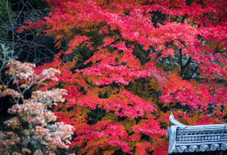 日本清水寺又到赏叶时节 漫山遍野红叶吸引游客