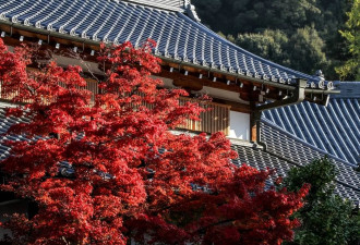 日本清水寺又到赏叶时节 漫山遍野红叶吸引游客