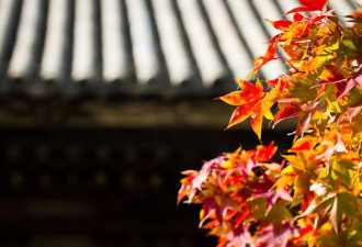 日本清水寺又到赏叶时节 漫山遍野红叶吸引游客