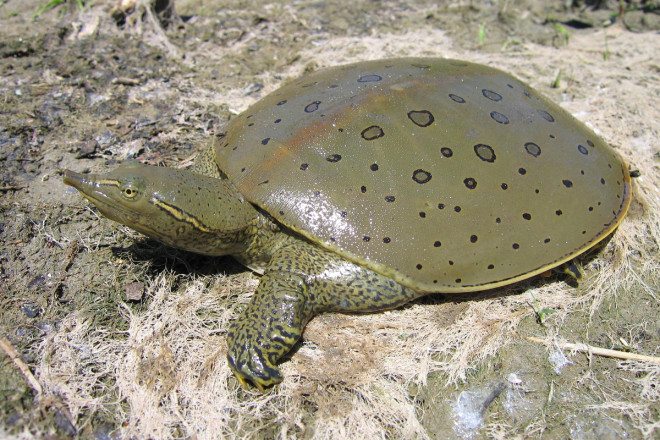 Canadian Herpetological Society