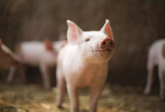全美首例，俄勒冈州猪只检出H5N1禽流感