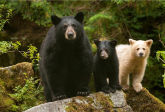 秋日生灵会客厅 随野生动物共赴加拿大灵感秘境