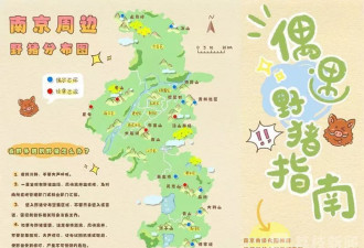 难以想象：当一座特大城市遭遇“野猪围城”