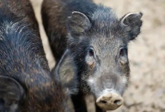 野猪致害省份多达26个，野猪肉为啥不能摆上餐桌?