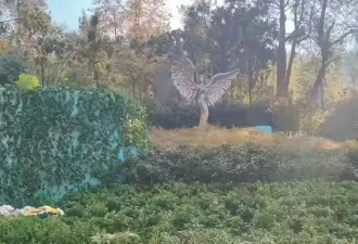李玟墓地没人管，杂草丛生？墓园：正在改造